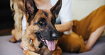Relax, trust and dog with hands of woman for domestic, bonding and animal adoption. Loyalty, love and foster pet care with German shepherd and person in home for affection, support and playful