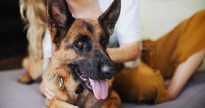 Buy stock photo Relax, trust and dog with woman on sofa for domestic, bonding and animal adoption. Loyalty, love and foster pet care with German shepherd and person in home for affection, support and petting