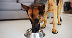 Dog, drinking and water in bowl at house for nutrition, pet hydration and healthy nutrition. Canine, german shepherd and hungry for refreshing liquid, diet and wellness for training of rescue animal