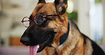 Dog, glasses and home with tongue out for funny joke, humor or pet prescription at shelter. Animal, german shepherd or breed with eye care or spectacles for sight, vision or canine insurance at house