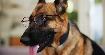 Buy stock photo Dog, glasses and home with tongue out for funny joke, humor or pet prescription at shelter. Animal, german shepherd or breed with eye care or spectacles for sight, vision or canine insurance in comic