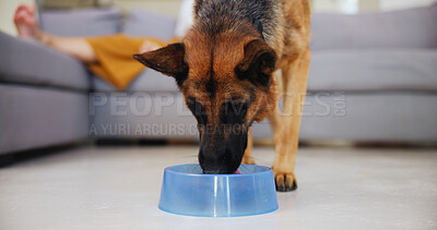 Buy stock photo Dog, german shepherd and food in bowl at house for nutrition, reward and good behaviour. Canine, pet and eating for protein snack, healthy diet and digestion treats for training of animal companion