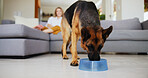 German shepherd, eating and food in bowl at house for nutrition, breakfast and reward for good behaviour. Canine, dog and hungry for pet snack, healthy diet and treats for training of rescue animal