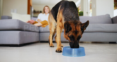Buy stock photo German shepherd, eating and food in bowl at house for nutrition, breakfast and reward for good behaviour. Canine, dog and hungry for pet snack, healthy diet and treats for training of rescue animal