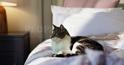 Buy stock photo Relax, peace and calm with cat on bed for security, feline companion and animal adoption. Comfortable, resting and pet care with domestic kitten in bedroom of home for support, growth and wellness