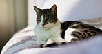 Relax, thinking and calm with cat on bed for security, feline companion and animal adoption. Comfortable, resting and pet care with domestic kitten in bedroom of home for support, growth and wellness