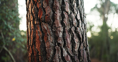Buy stock photo Tree, bark and natural with environment, closeup and forest with earth conservation. Empty, outdoor and woods with ecosystem, flora and wilderness with botany, organic and tourism with climate change