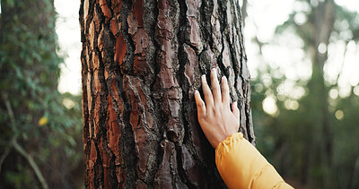 Buy stock photo Hiking, forest and hand to touch tree outdoor as naturalist, environmentalist or nature lover. Connection, appreciation or closeup of hiker person trekking for adventure, travel and bark in woods