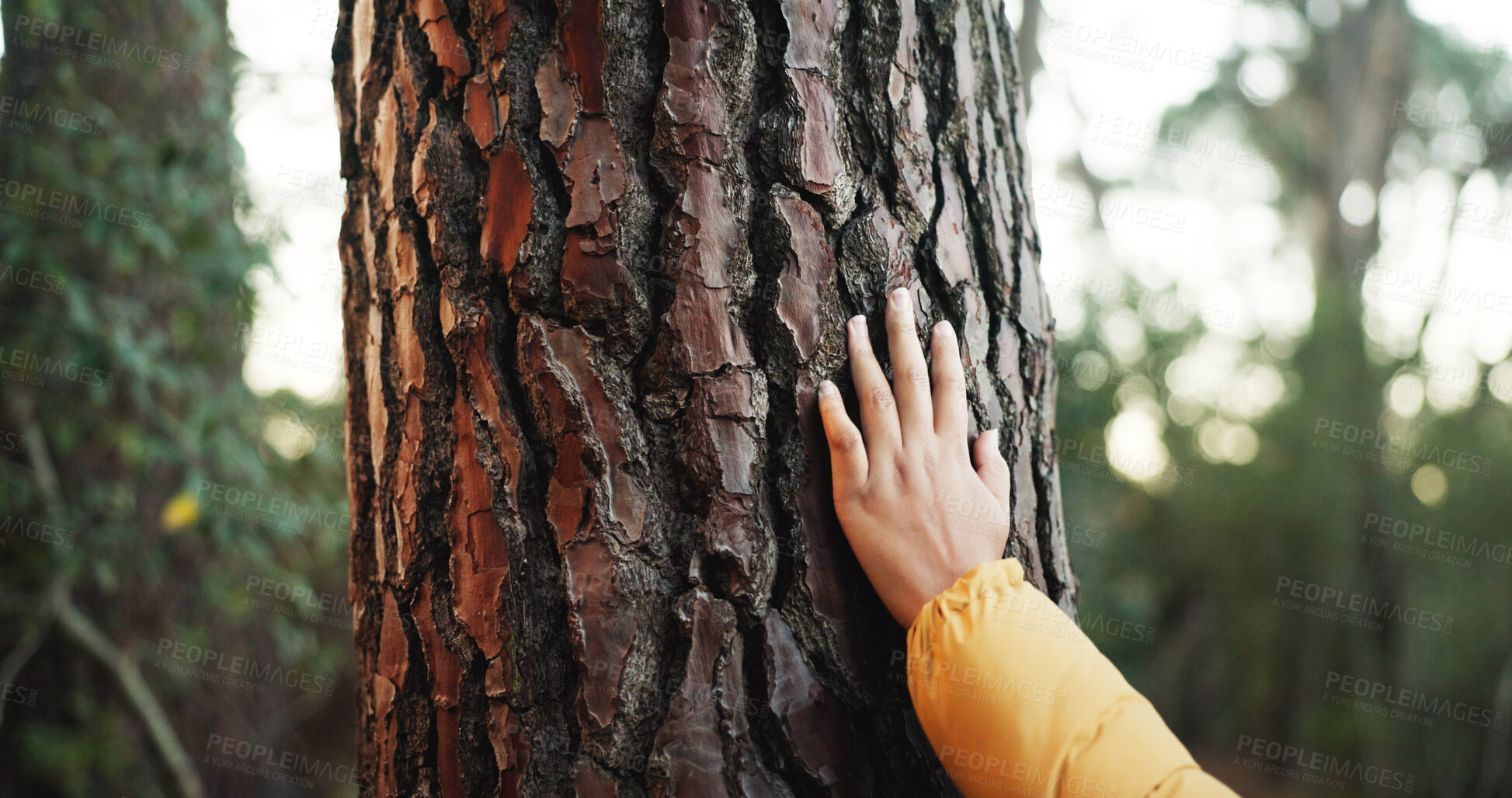 Buy stock photo Hiking, forest and hand to touch tree outdoor as naturalist, environmentalist or nature lover. Connection, appreciation or closeup of hiker person trekking for adventure, travel and bark in woods