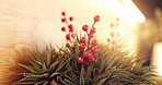 Christmas, decoration and holly on plant for holiday, December and season celebration in home. Background, interior and plastic berries in apartment for atmosphere, welcome or winter vacation