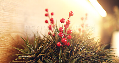 Buy stock photo Christmas, decoration and holly on plant for holiday, December and season celebration in home. Background, interior and plastic berries in apartment for atmosphere, welcome or winter vacation