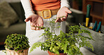 Hands, plants and check leaves in home with care, inspection and foliage in living room. Person, fern and botanical flora in pot with growth, decoration and sustainability in lounge at apartment