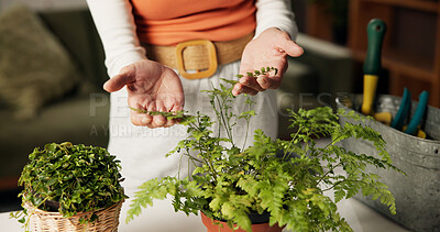 Buy stock photo Hands, plants and check leaves in home with care, inspection and foliage in living room. Person, fern and botanical flora in pot with growth, decoration and sustainability in lounge at apartment