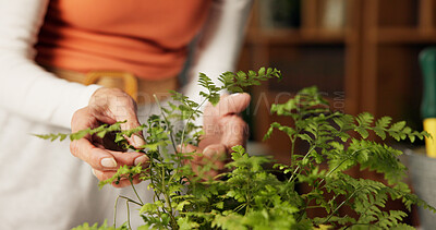 Buy stock photo Hands, plants and check for growth in home with care, inspection and foliage in living room. Person, chores and botanical leaves with flora, decoration and sustainability in lounge at apartment