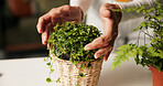 Home, pot and hands of person with plants in closeup for organic soil, care and hobby. Creeping fig, sustainable and ficus pumila as decoration for floral growth, liquid hydration and maintenance