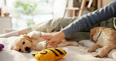 Buy stock photo Hands, playing and woman with puppy on bed for learning, development and bonding after adoption. Pet owner, bedroom and person with Golden Retriever dog for relaxing, relationship and animal care