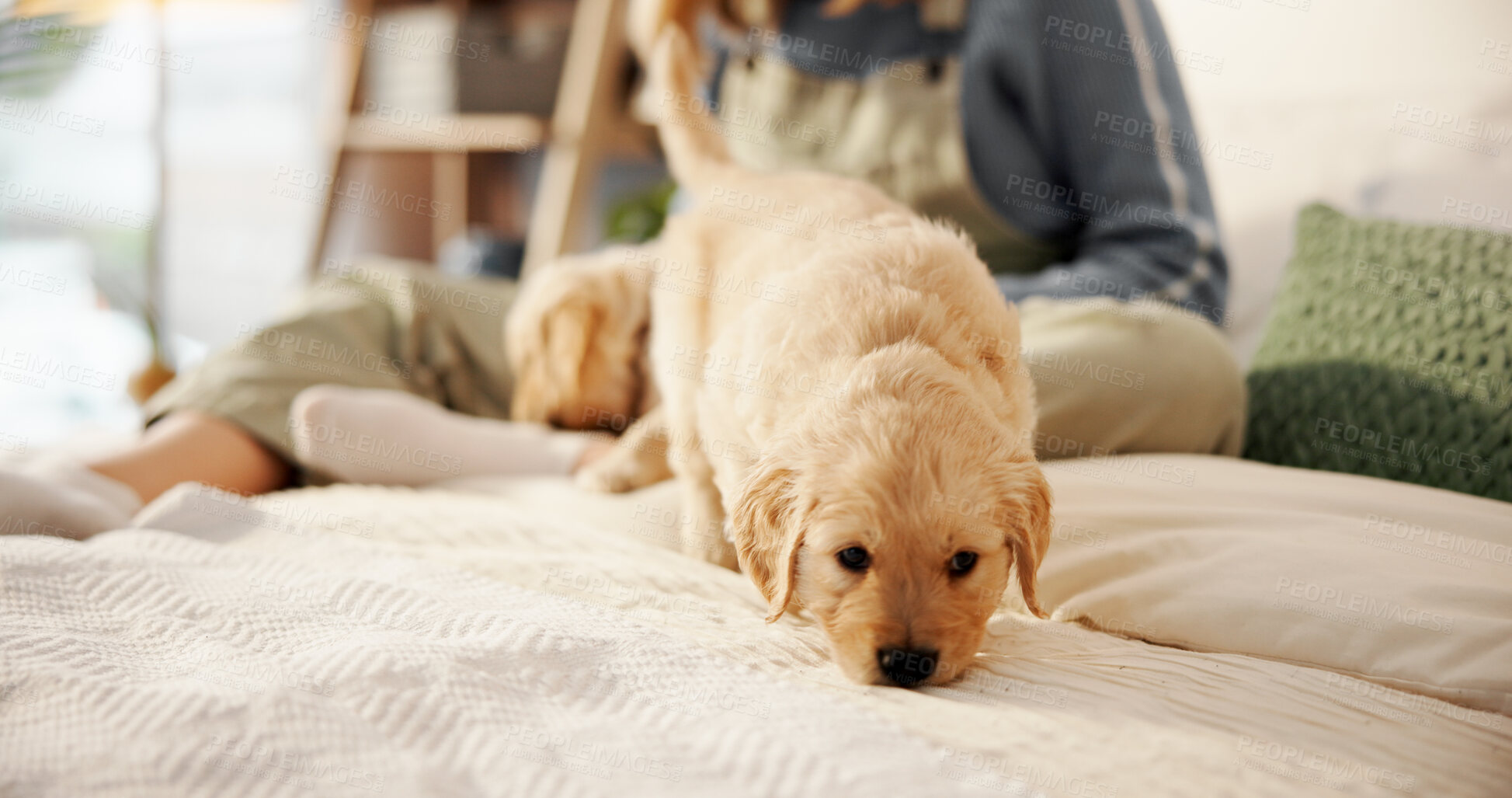 Buy stock photo Woman, playing and dog on bed for animal welfare, puppy adoption or labrador in home. Female person, canine or pet owner with companion exploring on duvet for shelter, safety or security in bedroom