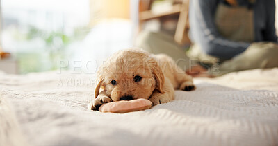 Buy stock photo Dog, puppy and relax on bed at house for comfortable, pet insurance and shelter for animal adoption. Person, labrador breed and playing with toy, chill on blanket and companion loyalty with obedience