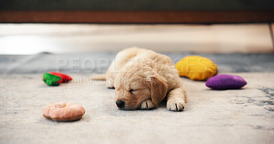 Buy stock photo Sleeping, toys and relax with puppy on floor of home for resting, comfortable and fatigue. Tired, dreaming and pet care with golden retriever dog in living room of apartment for exhausted and animal