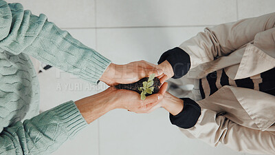 Buy stock photo Above, seedling plant and business people in office, teamwork and eco friendly trade. Employees, cooperation or hands together with earth day, support or sprout with sustainability, charity or growth