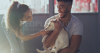 Buy stock photo Charity, volunteers and people with dog, bonding or affection for domestic canine or animal shelter. Happy, man and woman with pet, community service and foster care of companion in rescue center