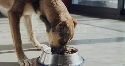 Buy stock photo Rescue, bowl and dog eating food for foster care, health and growth at adoption kennel. Animal shelter, sanctuary and canine with meal for nutrition at volunteer, charity service and ngo welfare