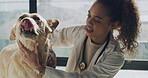 Woman, vet and dog with checkup for medical assessment, adoption or care in animal shelter. Female person, veterinary or volunteer with pet for health service, NGO or charity agency at indoor clinic
