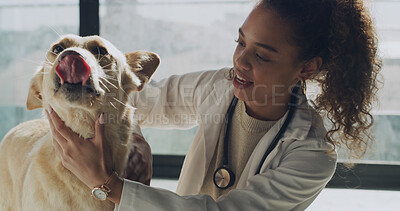 Buy stock photo Woman, vet and dog with checkup for medical assessment, adoption or care in animal shelter. Female person, veterinary or volunteer with pet for health service, NGO or charity agency at indoor clinic