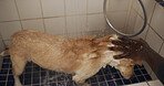 Hands, hygiene and washing dog in bathroom, water and grooming domestic pet and cleanliness in home. Wet, fur and prevention of germs, coat health or wellness of canine, shower and person with animal