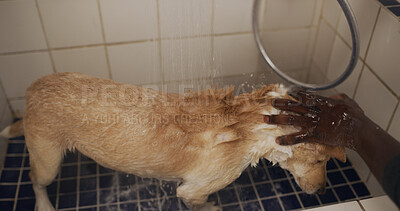 Buy stock photo Hands, hygiene and washing dog in bathroom, water and grooming domestic pet and cleanliness in home. Wet, fur and prevention of germs, coat health or wellness of canine, shower and person with animal