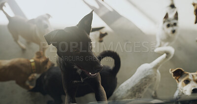 Buy stock photo Adoption center, dogs and group for foster care, health and growth in rescue kennel. Animal shelter, companion sanctuary and domestic canine for friends at volunteer home, charity and ngo for welfare