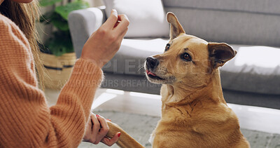 Buy stock photo Hand, training or treat with dog and owner in living room of home for discipline or obedience. Learning, paw or teaching with person and pet animal in apartment for development or instructions