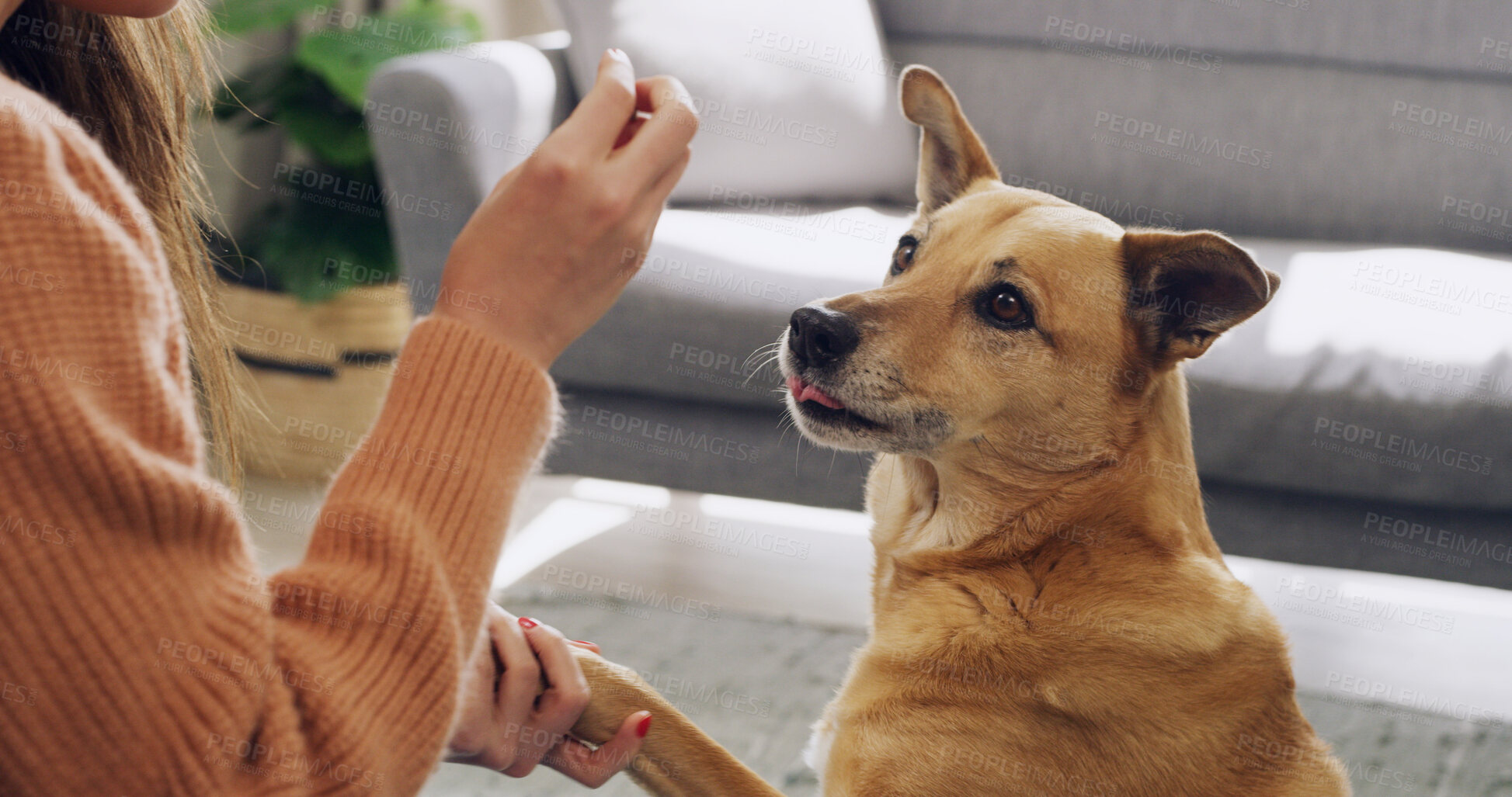 Buy stock photo Hand, training or treat with dog and owner in living room of home for discipline or obedience. Learning, paw or teaching with person and pet animal in apartment for development or instructions