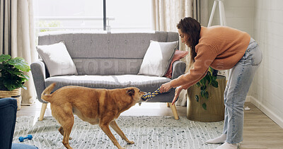 Buy stock photo Rope, playing and woman with dog in home for bonding, adoption or connection together. Smile, training and female person with toy for puppy, pet or animal for fun on weekend in living room at house.