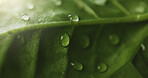 Closeup, plant and droplets of water for growth, natural textures and hydration from rain. Macro, green and moisture for leaves health, nurture ecology and environment care for botany photosynthesis
