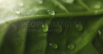 Buy stock photo Closeup, plant and droplets of water for growth, natural textures and hydration from rain. Macro, green and moisture for leaves health, nurture ecology and environment care for botany photosynthesis