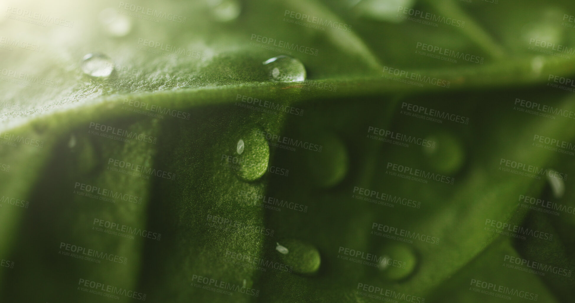 Buy stock photo Closeup, plant and droplets of water for growth, natural textures and hydration from rain. Macro, green and moisture for leaves health, nurture ecology and environment care for botany photosynthesis