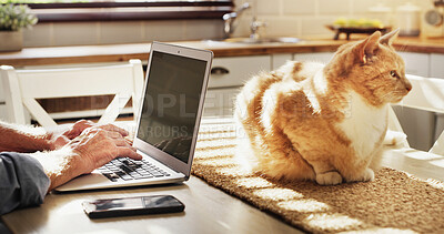 Buy stock photo Typing, person hands and laptop with cat, pet insurance research for policy update in kitchen. Senior man, animal health and internet in technology with care, reading and choice in retirement.