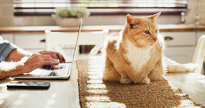 Buy stock photo Cat, hands and laptop on table in kitchen of home for relax, remote work or typing business report. Computer, morning and pet with freelance employee in apartment for startup planning or research