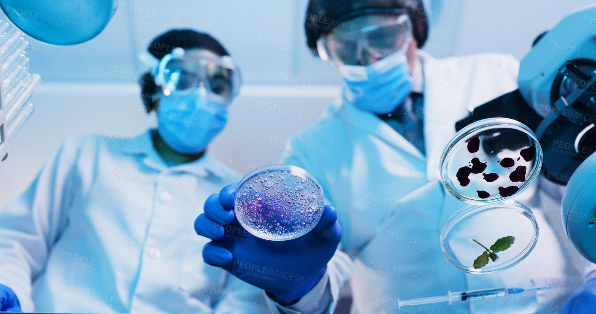 Buy stock photo People, scientist and mixture in petri dish in lab for testing sample, experiment and research. Below, team and purple liquid for chemical reactions, medical study and pathogen detection for medicine