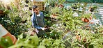 Plant shop, green plants and black man working on flower quality check of natural product care. Garden, water and sustainability small business owner doing an inspection on calm gardening growth