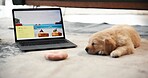 Laptop, screen and dog on floor in home for online booking, research and website for planning trip. Tired, sleeping and Labrador puppy by computer for pet friendly getaway, travel and vacation