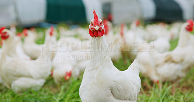 Buy stock photo Countryside, portrait of chicken on farm for agriculture, meat production and free range egg ranch. Rural, bird and animal in field for eating grass, sustainable poultry and agro livestock industry.