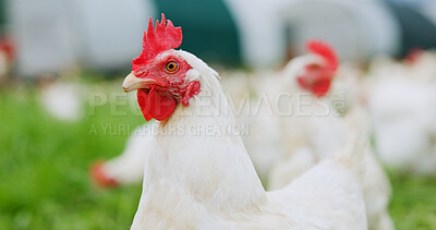 Buy stock photo Countryside, chicken and bird on farm for agriculture, meat production and free range egg ranch. Rural, animal and walking in field for eating grass, sustainable poultry and agro livestock industry.