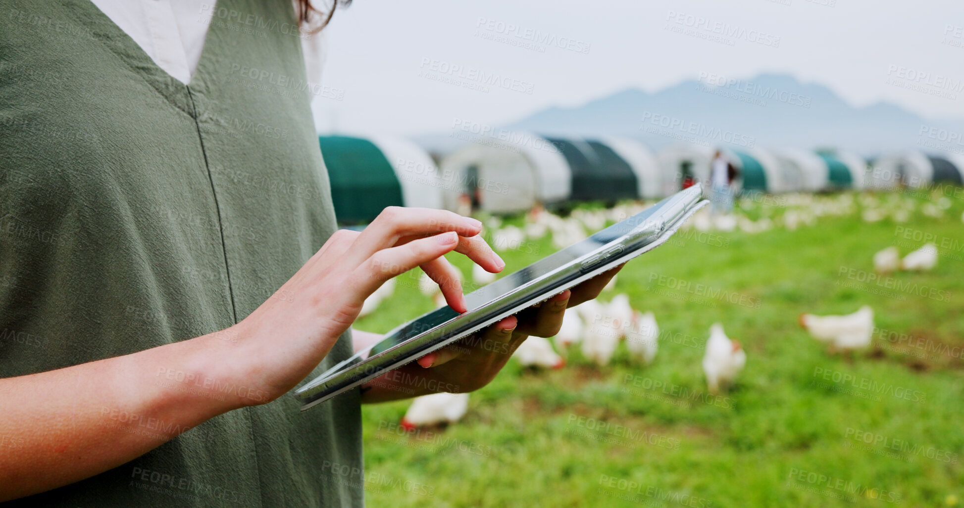 Buy stock photo Tablet, chicken and farm with woman, hands and inspection for agriculture and quality control. Feeding schedule, poultry monitoring and technology with farmer on countryside field for egg records
