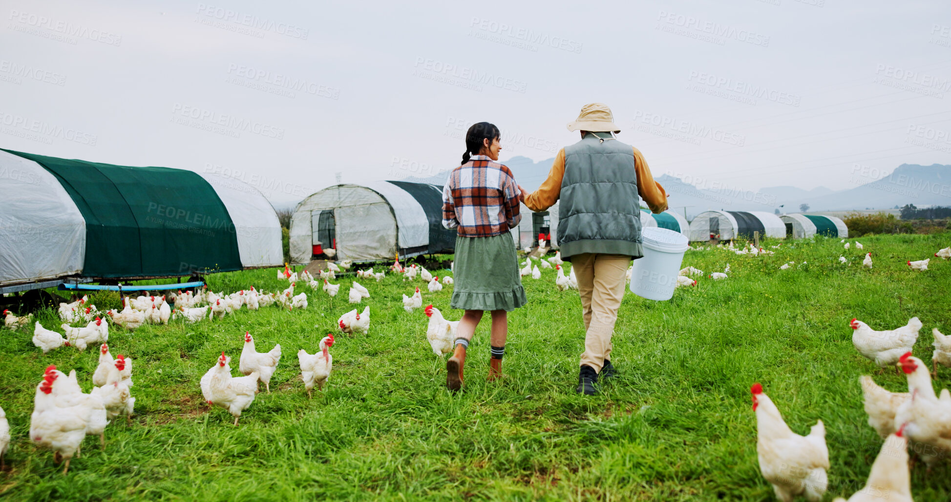 Buy stock photo Chicken, collaboration and walking with people on farm together for agriculture or sustainability. Agribusiness, back and poultry with farmer team outdoor on grass field for free range livestock
