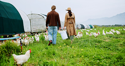 Buy stock photo Back, chicken and walking with team on farm together for agriculture or sustainability. Agribusiness, collaboration and poultry with farmer people outdoor on grass field for free range livestock
