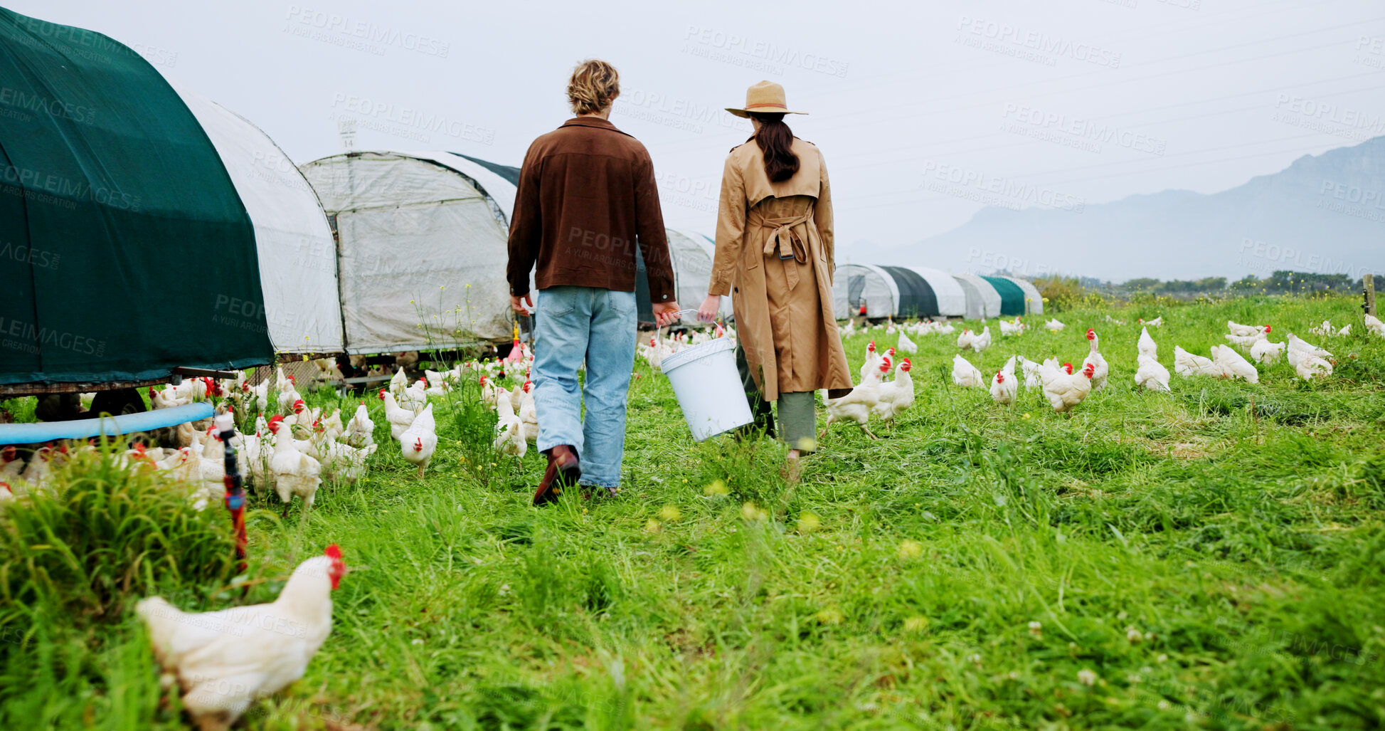 Buy stock photo Back, chicken and walking with team on farm together for agriculture or sustainability. Agribusiness, collaboration and poultry with farmer people outdoor on grass field for free range livestock