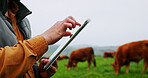 Man, hands and farm with tablet for agriculture, livestock or economic production in countryside. Closeup, male person or farmer with cows, animals or technology for agro business or development