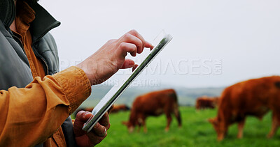 Buy stock photo Man, hands and farm with tablet for agriculture, livestock or economic production in countryside. Closeup, male person or farmer with cows, animals or technology for agro business or development